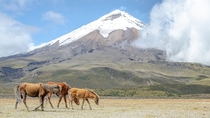Wild horses by Cotopaxi Volcano in Ecuador - I hate lockdown 