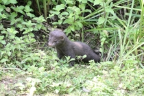 Wild mink baby Neovison vison - 