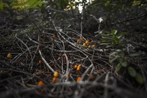 Wild mushrooms in Willamette National Forest 