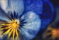 Wild Pansy - Viola Tricolor 