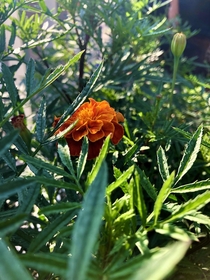 Wild Plants I found - Marigold - 