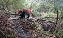 Wild Red Panda  x post from rredpandas