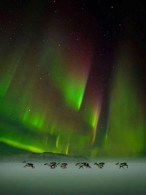 Wild reindeer under the Northern Lights