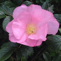Wild Rose UK  Taken by Sophie E A This is my first post Hi Im Sea