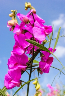 Wild sweet pea in a local meadow one of the last places for wild flowers in my City Bristol UK