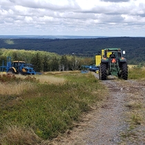 wildblueberry harvest in Nova Scotia