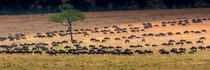 Wildebeest migration in north Serengeti Tanzania Photo credit to Hu Chen