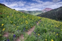 Wildflower Bloom in the Maroon Bells Wilderness Colorado 