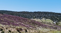 Wildflower covered alpine slopes Kiandra NSW Australia - 