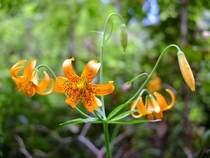 Wildflower in Redwood National Park California 
