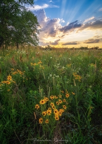 Wildflower Sunset Eastern Iowa 