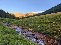 Wildflower Weekends  Herman Gulch Trail Colorado OC x