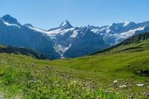 Wildflowers and mountains near Grindewald Switzerland 