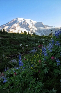 Wildflowers at Mt Rainier National Park 