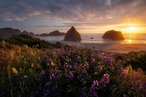 Wildflowers blooming along the Oregon coast 