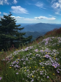 Wildflowers in bloom on Marys Peak the tallest peak in the coastal range of Oregon 