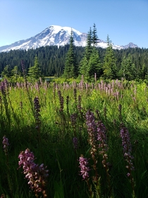 Wildflowers in Mount Rainier National Park Washington OC  x 