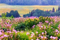 Wildflowers in the Uintas Utah 