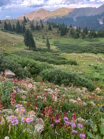 Wildflowers near Berthoud Pass Colorado Summer at  feet is short but sweet 