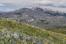 Wildflowers on Mt Washburn Yellowstone 
