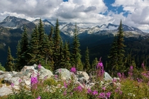 Wildflowers on Whistler Mountain BC 