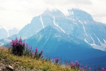 Wildflowers perched up high in Banff National Park Canada  itkjpeg