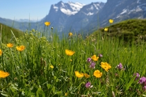 Wildflowers Switzerland 