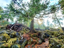Willametre National Forest Oregon 