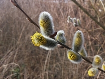 Willows Salix sp male catkins begin to flower 