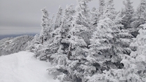 Windblown trees and fresh-fallen snow Giant Mountain NY 