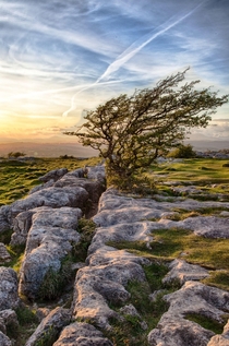 Windswept Tree Cumbria England  x