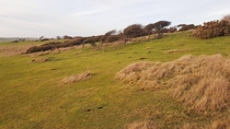 Windswept trees on south England coast  x