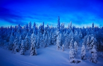 Winter Finnish forest Lapland 