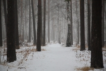 Winter forest in the fog Russia Chelyabinsk 