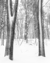 Winter Ghosts in Southern New Hampshire 