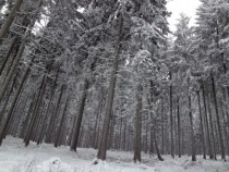 Winter in a hessian forest 