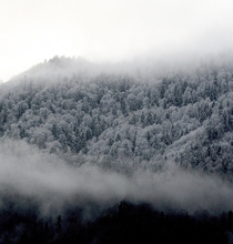 Winter mountain forest Kanton Schwyz Switzerland  OC