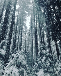Winter reaches Pacific Spirit Park Musqueam vancouver Canada 