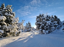 Winter snow on juniper trees Estonia Saaremaa 