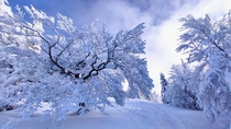 Winter tree  Blego Slovenia 
