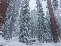 Winter wonderland in Sequoia NP 