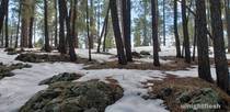 Winter woods in Flagstaff AZ 