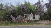 Wisteria on an old home in the deep south OC