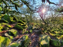 Wistmans wood Dartmoor UK 