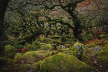 Wistmans Wood - Dartmoor UK -