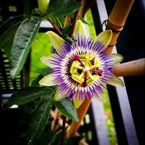 With no luck I tried to grow passion fruit in Norway but I am happy Ive got the flower D