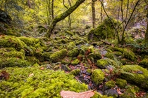 Within Great Wood at Keswick Lake District Cumbria UK  x