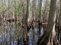 Woke up at am to scroll up my camera roll back to a not so glamorous picture I took in Telegraph Cypress Swamp FL all while laying in bed Things like this make me appreciate nature so much more 