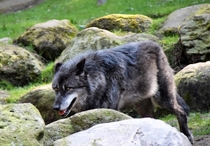 Wolf at Wildpark Hanstedt Germany Photo credit to Waldemar Brandt