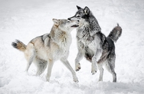 Wolves playing